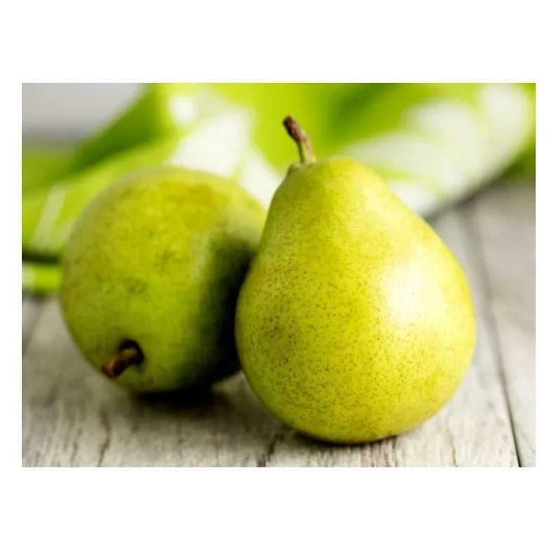Wholesale Dealer Of Cheapest Price Fresh Fruit Pears