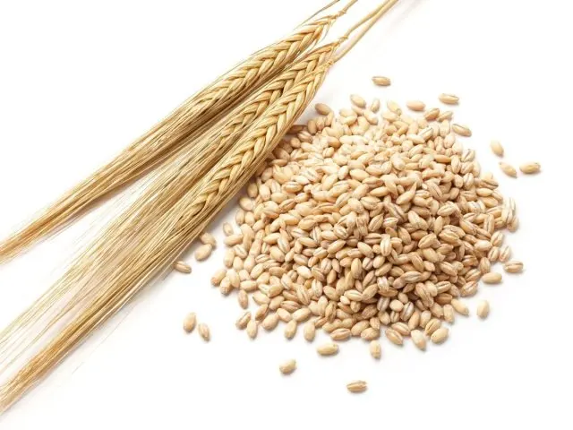 Affordable High Quality Organic Wheat Grains