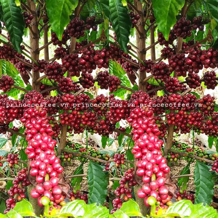  Лидер продаж вьетнамские кофейные зерна Arabica высокого качества 18 scr жареные смесь кофе