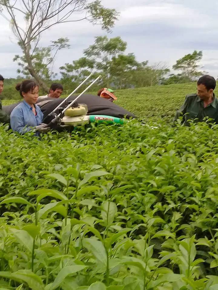 Vietnam OP green tea good price for sale  green tea new crop 2022