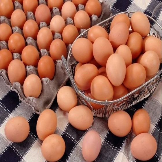  Свежие фермерские коричневые куриные