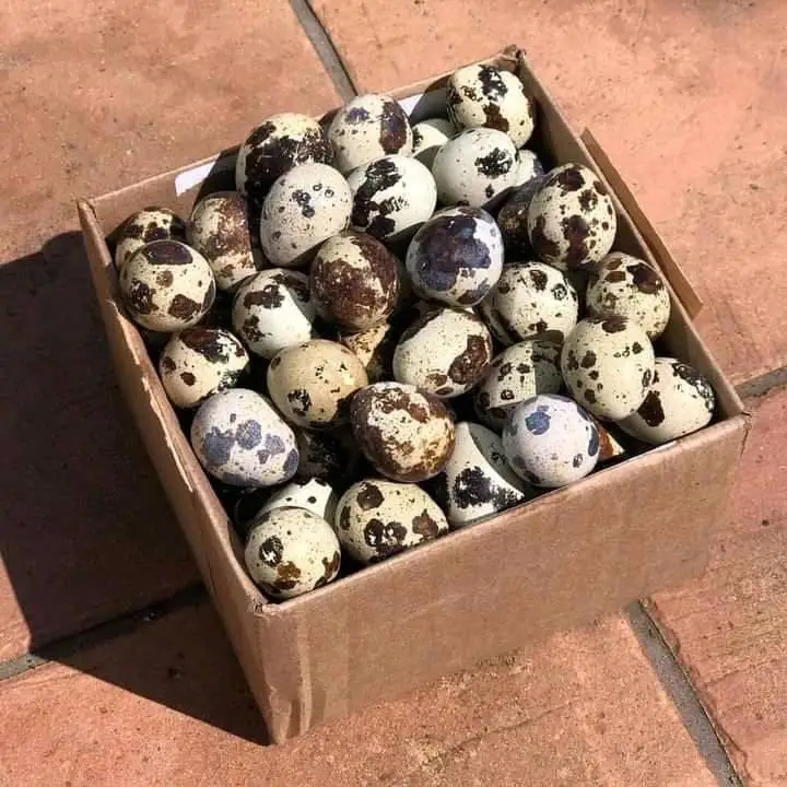 Farm Fresh Quail Eggs / Hatching / Table purpose