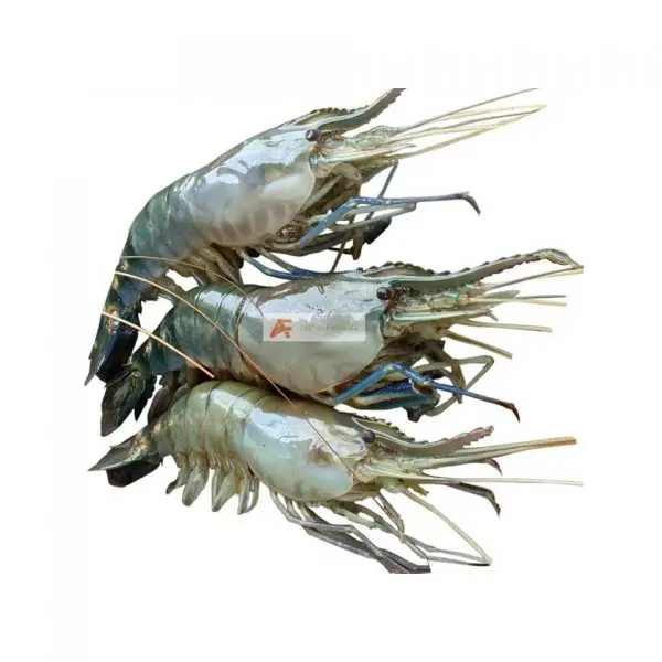 High Selling Fresh Frozen Whole Vannamei Shrimp White / Black Tiger Shrimp /prawn