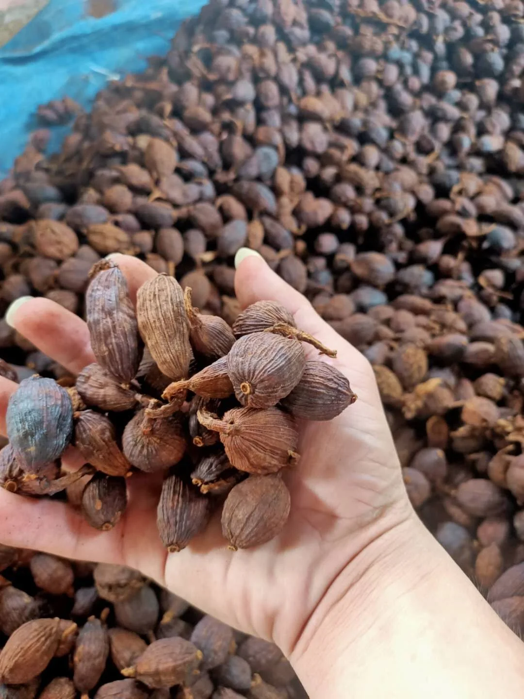 Black Cardamon/ Cardamon Seed/ Amomum Tsao-ko New Crop 2022