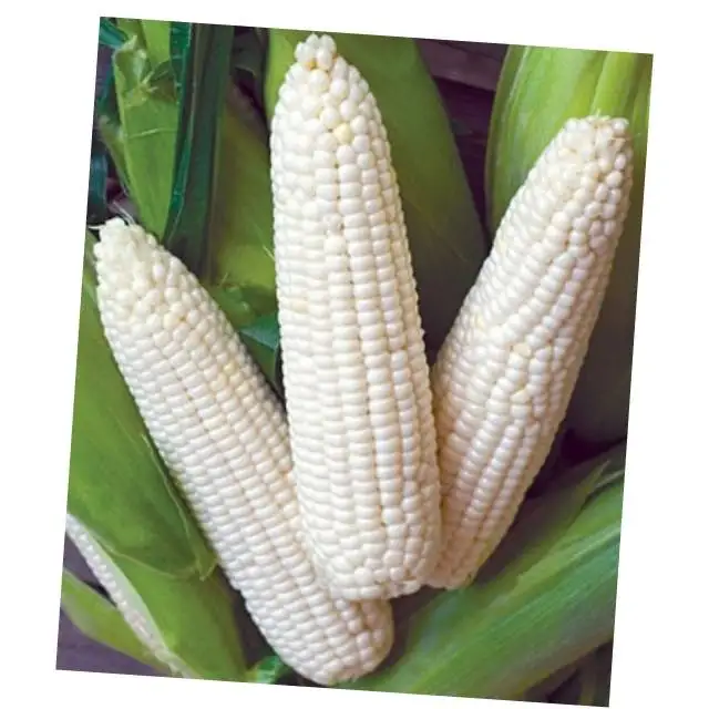 
AD Fresh Fresh Corn Freshcorn Production Of Fresh Yellow Corn Sweet Corn Yellow Purple Gem Maize Wholesale 