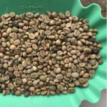 
Competitive Price Cau Dat Robusta Green Coffee Bean Honey Process Dry Process As Requirment 