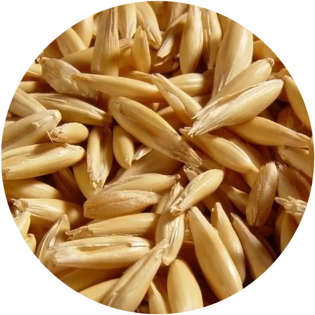 
Kazakhstan Barley Grain 
