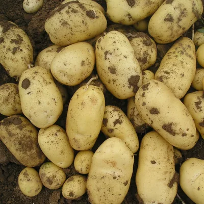 
Fresh Potatoes 