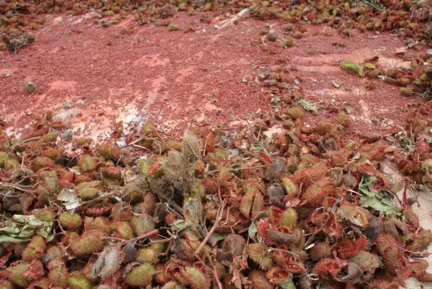 Большое количество орехов аннато высокое качество Вьетнам высокая Пищевая ценность Сушеные Орехи мс Анна + 84902804571