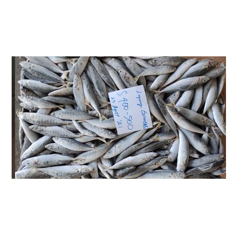 High Quality Natural Frozen Fish Mackerel Exporters Cheap Price from Indonesia
