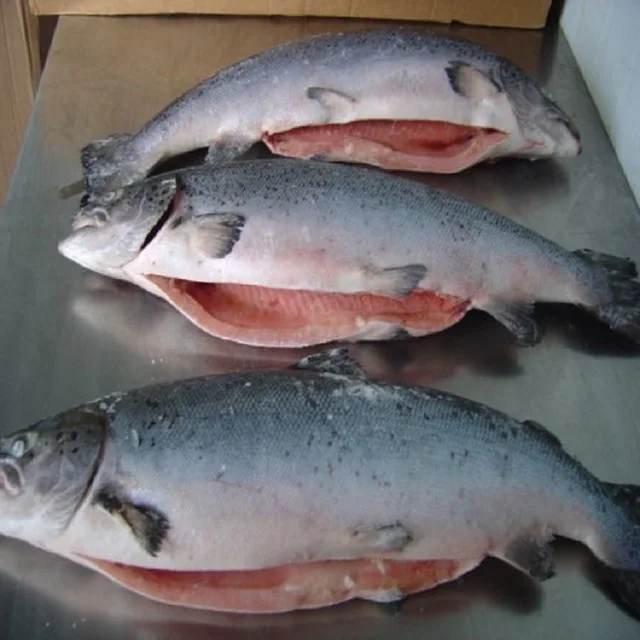 Wholesale High Quality Seafood Supplier Atlantic Salmon Heads For Sale In Cheap Price