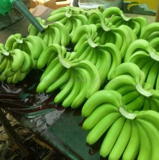 Class A Green Cavendish Banana for Sale and Export
