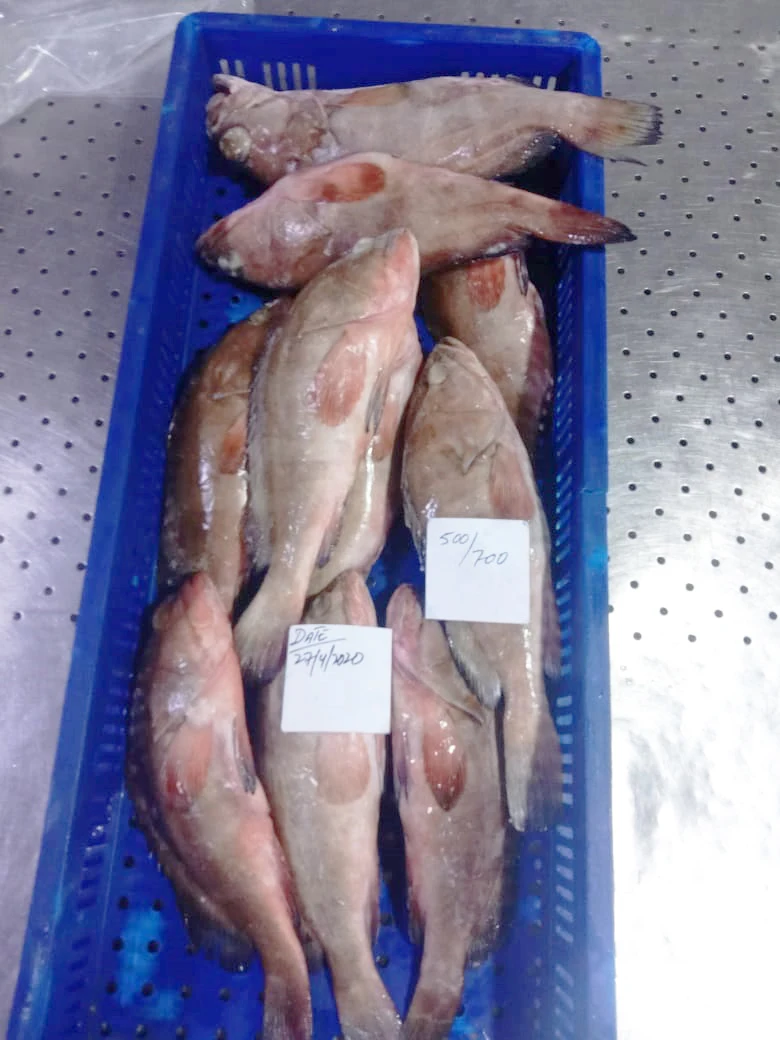 Замороженная рифовая треска/красная куропатка