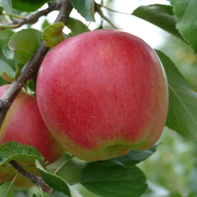 Bulk Fresh Fuji Apples Fruit Wholesale Size 130/140/150 g