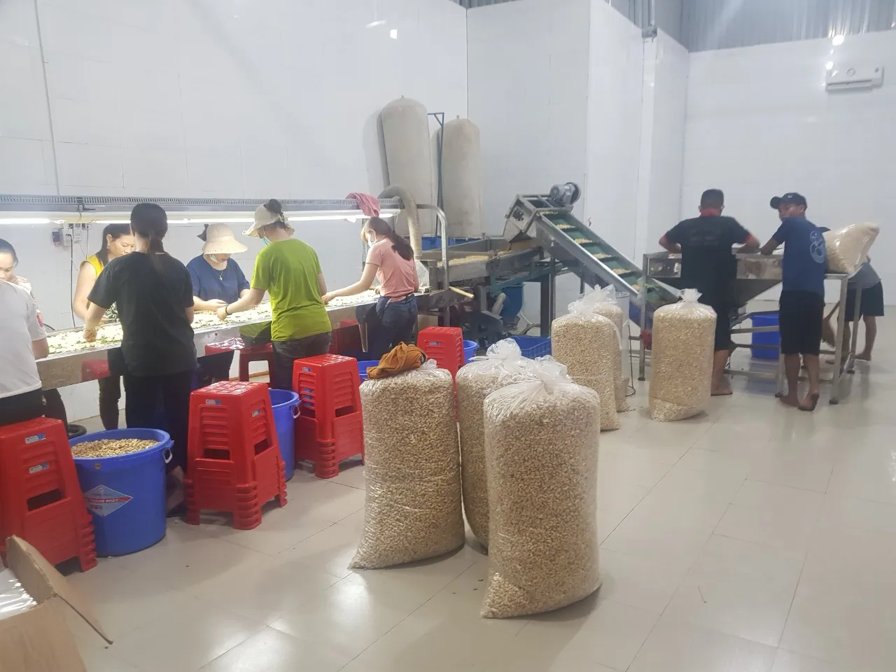 Избранные орехи кешью Размер W180 W240 W320 Вьетнам необработанный Knell конкурентоспособная цена