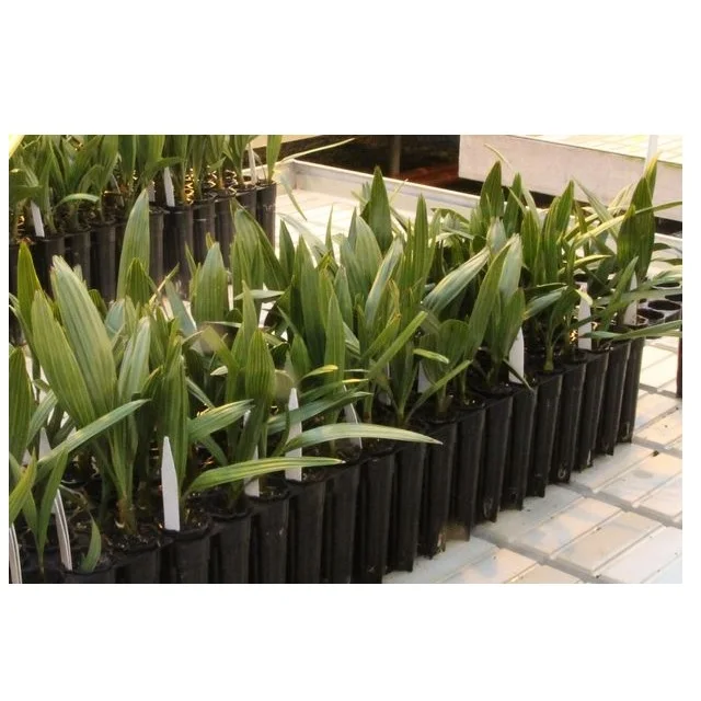 Green India True Date Fruit Tree Plant Seed 50 Gram for Tissue Culture