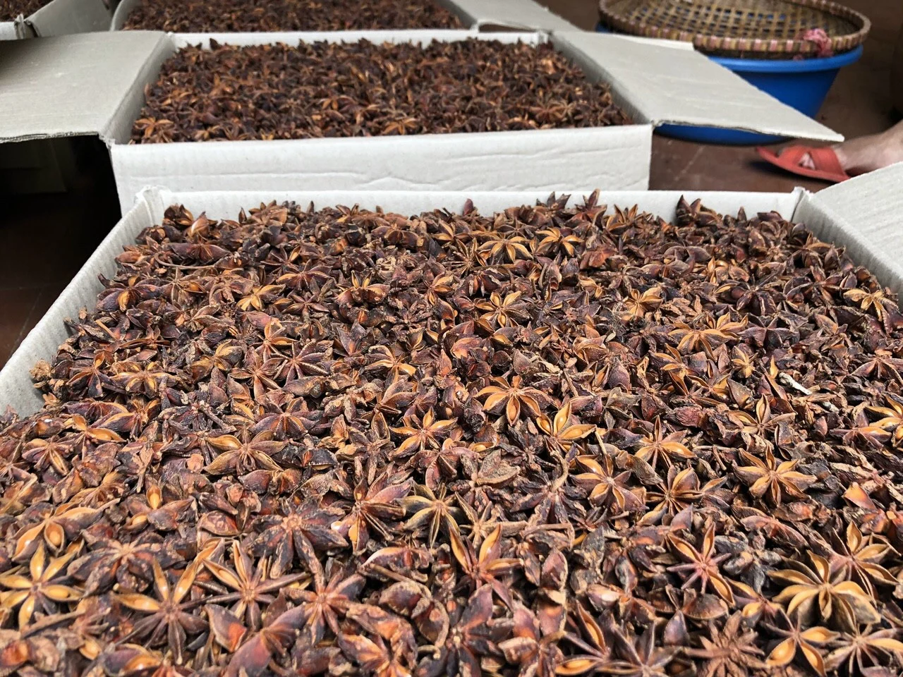 Hot selling in Vietnam Supplier of pure star aniseed Vietnam Star with the best price