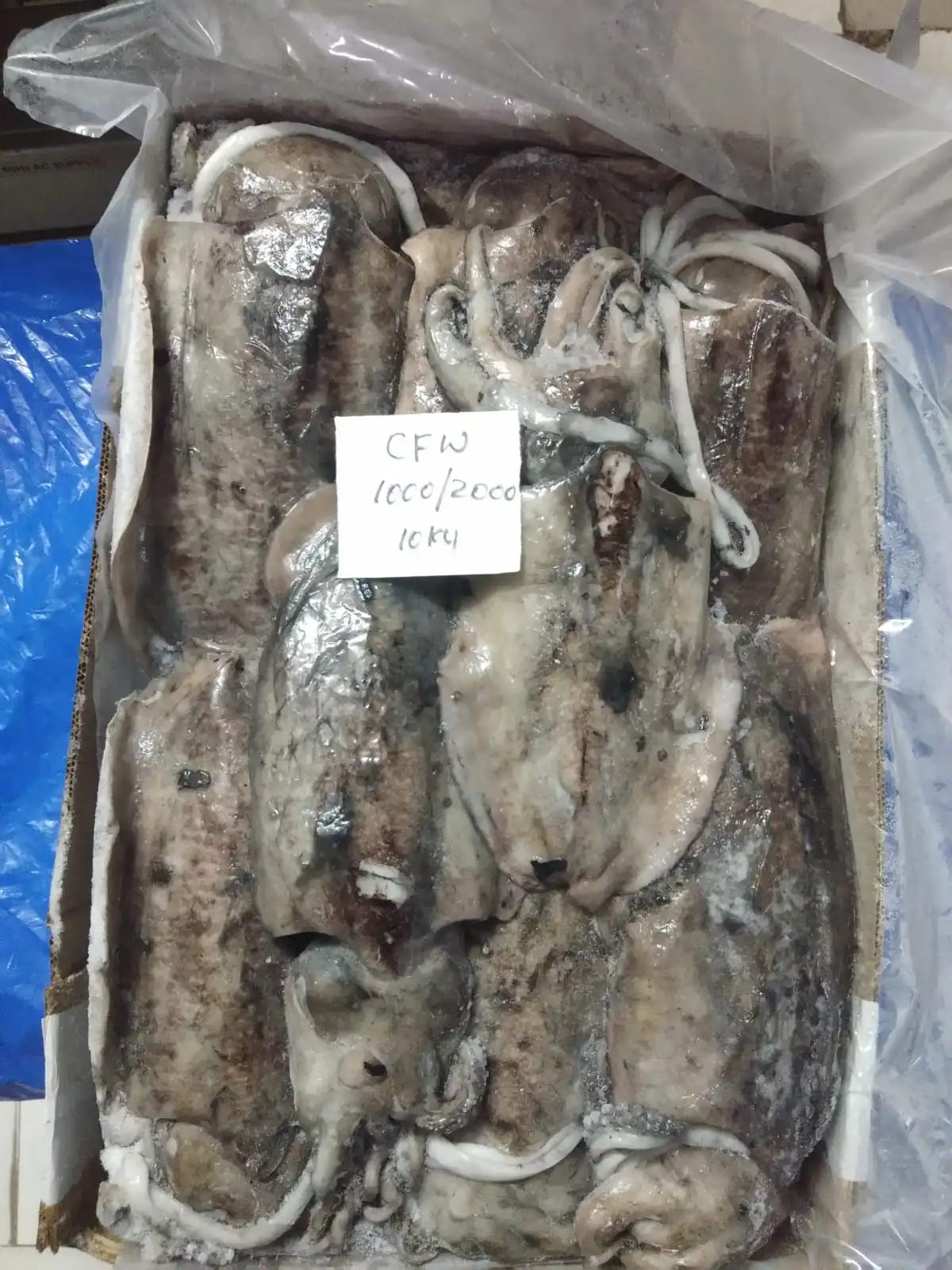 Block frozen Cuttlefish whole from India, cuttlefish size 1000/2000, 2000 up