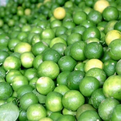 New crop 2022 Fresh Green Lime with high quality for export from Vietnam