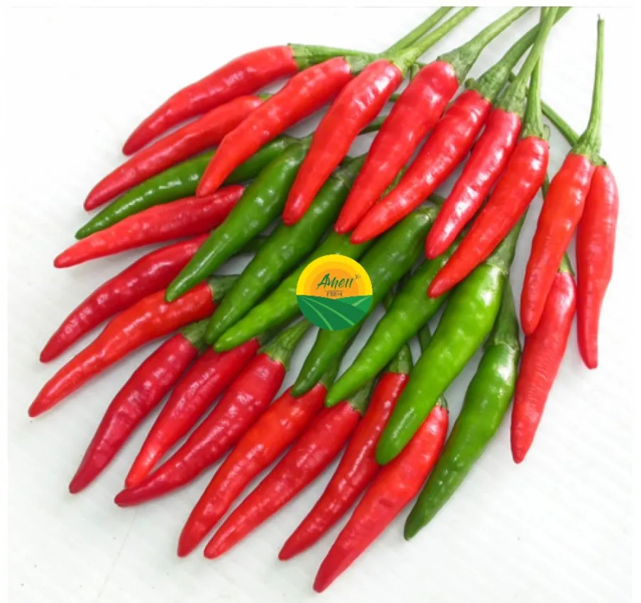 Fresh Red Chili Supplier, High quality chili from Vietnam