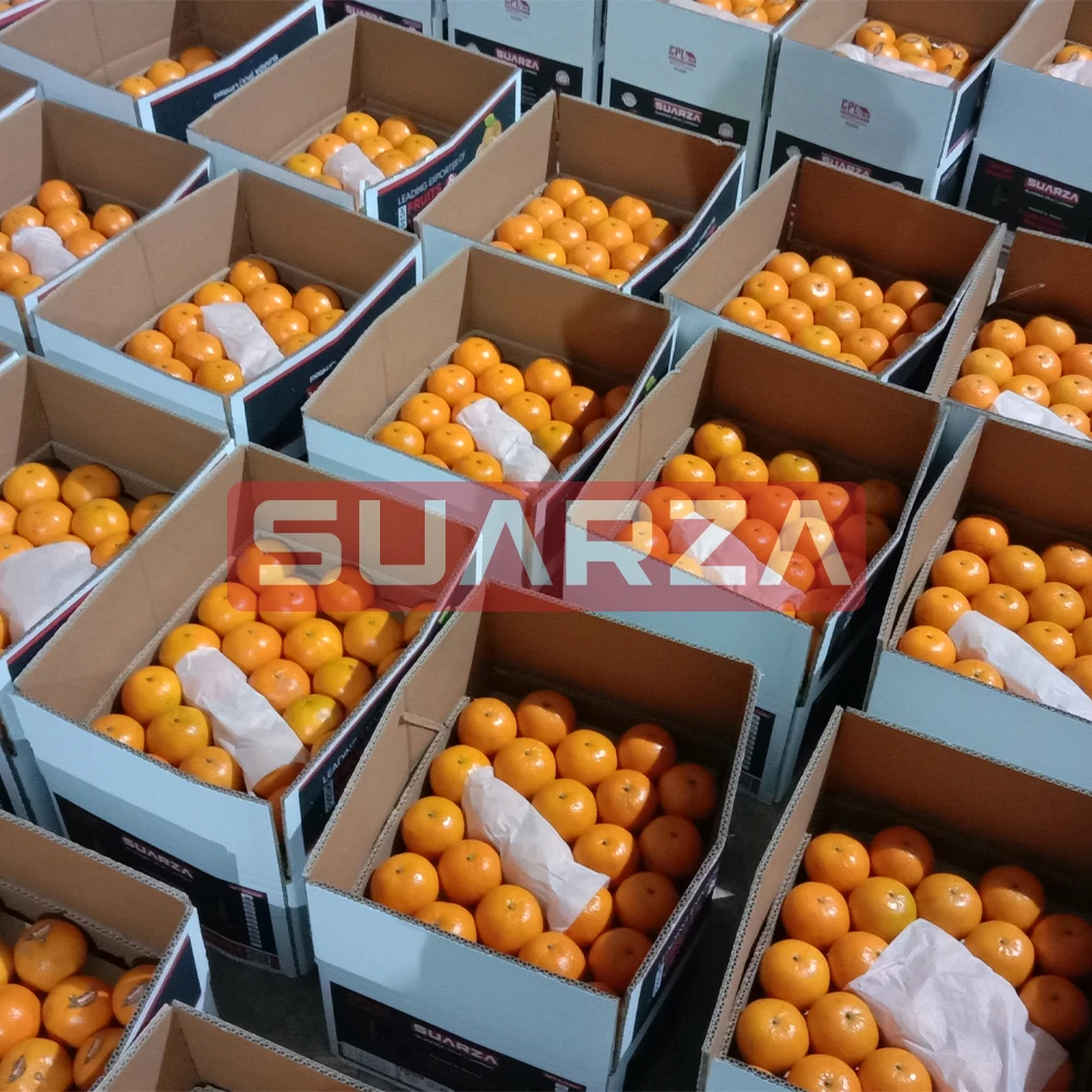 Pakistani Fresh Orange direct supplier from Pakistan
