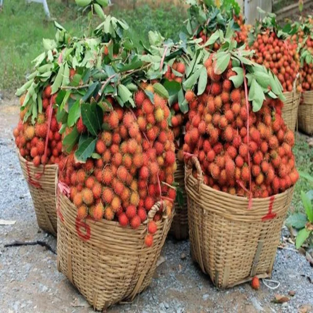 Type 1 Fresh Rambutan from Vietnam - Ms KiO HYUNH + 84 34 375 8904