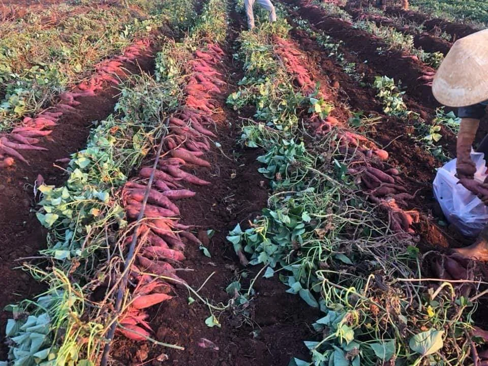  4-6 шт. за кг органический свежий сладкий картофель с сроком годности 5 месяцев из Вьетнама