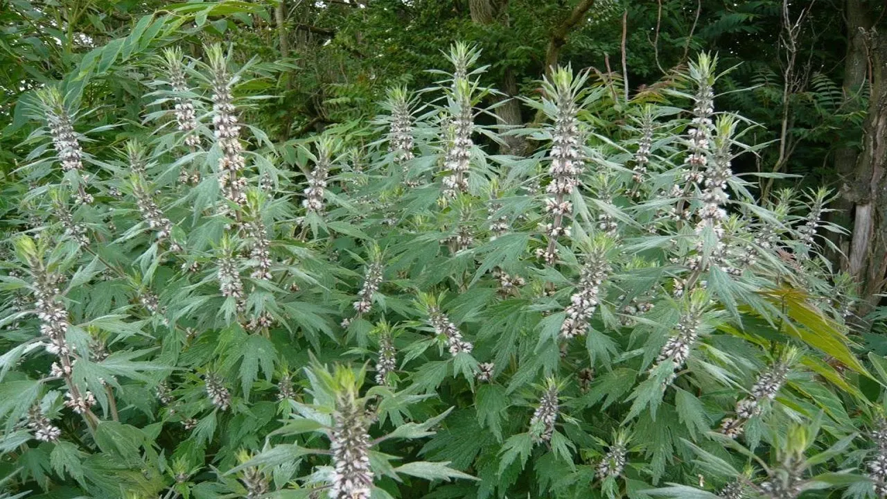 Motherwort herb from Russia In folk and official medicine motherwort is widely and actively used