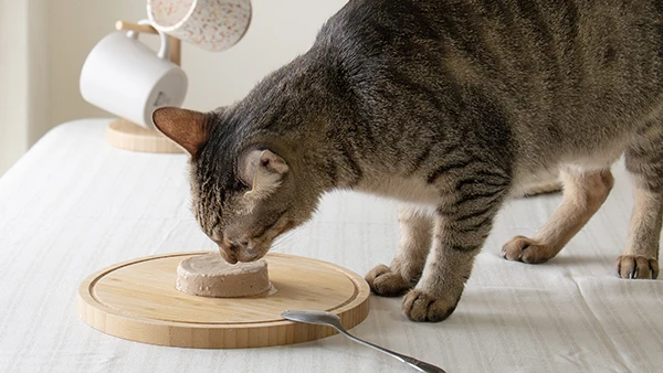 The best quality wet cat food chicken and quail flavour