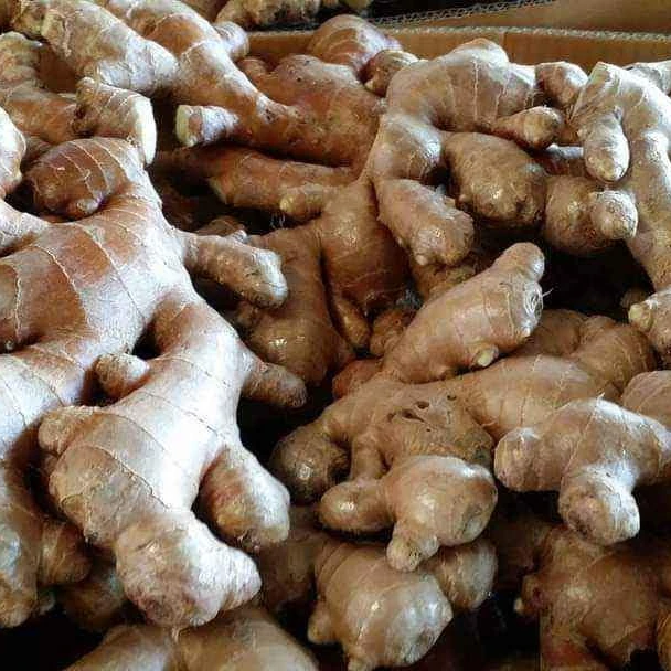 
The Best Choice For Exporter Fresh Spicy Ginger shelflife 60days up Shipping From Vietnam Have Carton Packaging 