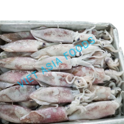 SQUID NEW PRODUCT HIGH QUALITY SQUID WHOLE RAW 6-8CM FROM VIETNAM