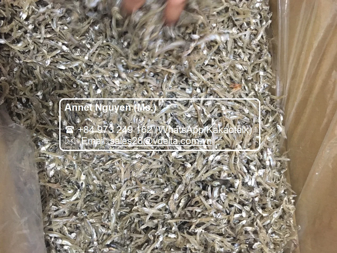 HIGH QUALITY DRIED ANCHOVIES / ANCHOVY / STEAMED ANCHOVIES / Ms. Lima +84 346565938