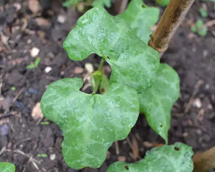 Orsafarm Christmas Lima Beans Newest Crop Year From 5kg/pack High Quality Soil 5kg/pack made in Viet Nam Kidney beans for sale