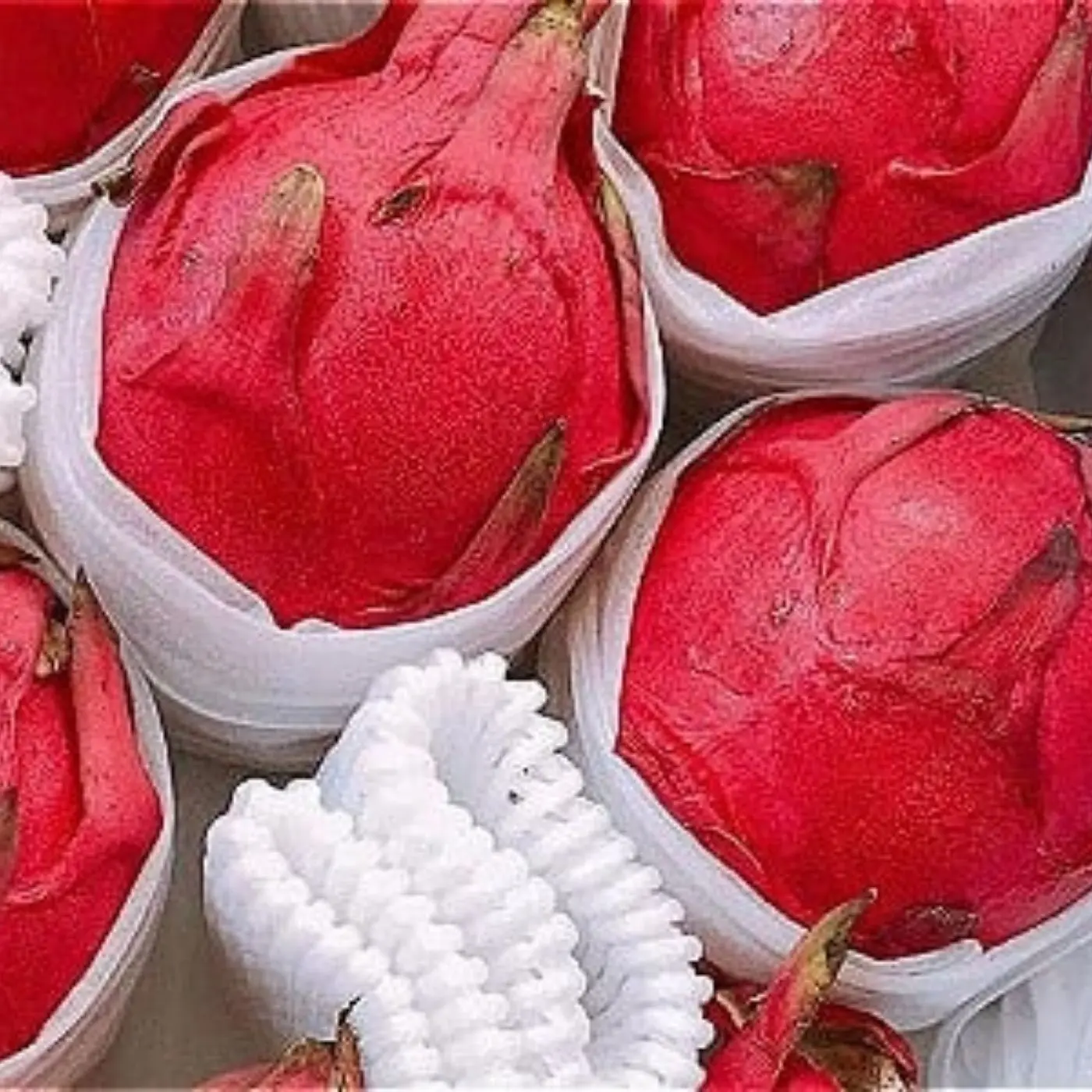 WHITE/RED DRAGON FRUIT/PITAYA FROM VIETNAM // Lionel +84 348130044