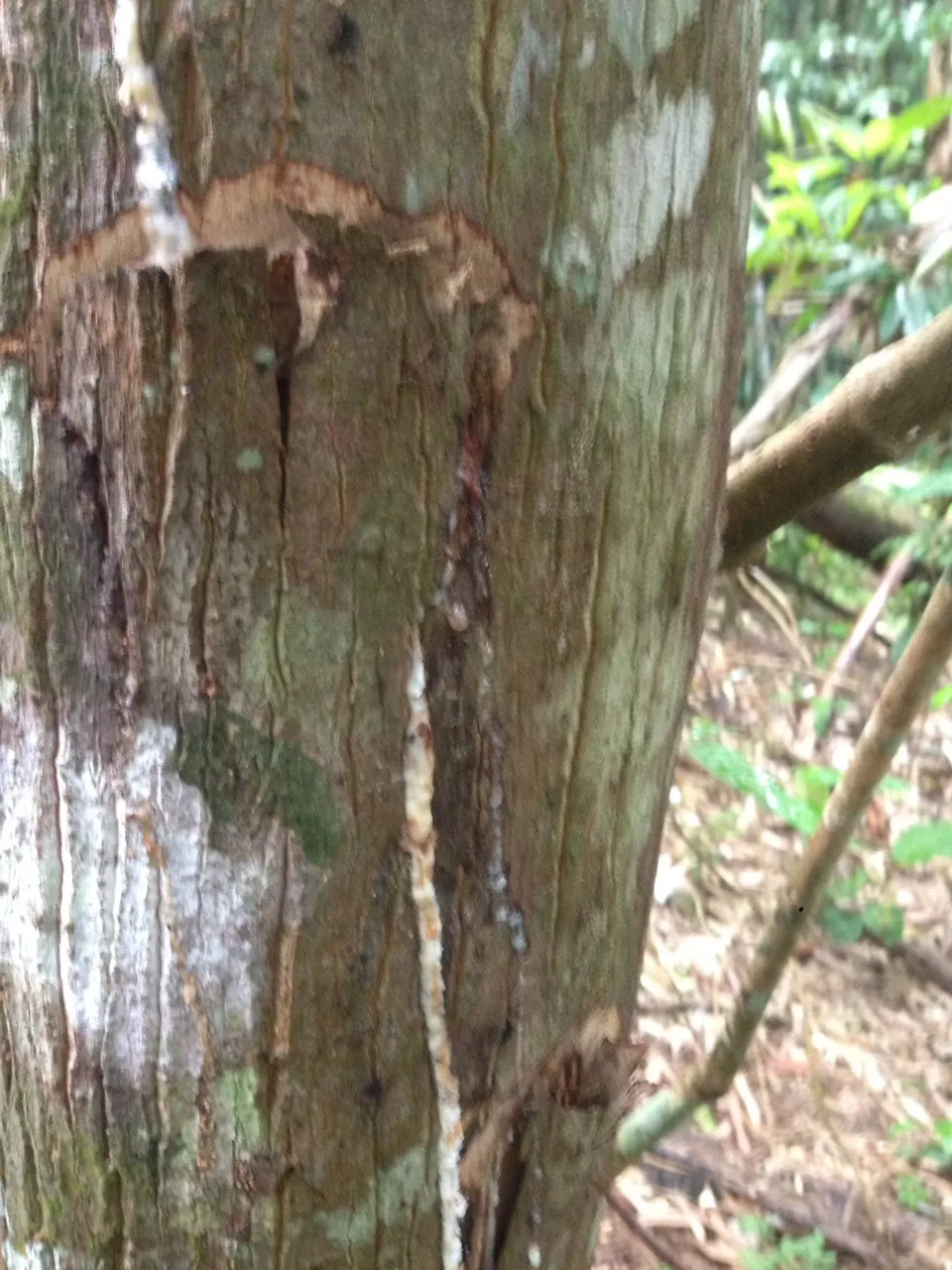 Смоляная жвачка бензоина Сиам/эфирное масло Styrax бензоина/лучший материал для изготовления парфюмерных ароматизаторов Ms. Люси + 84 929 397 651