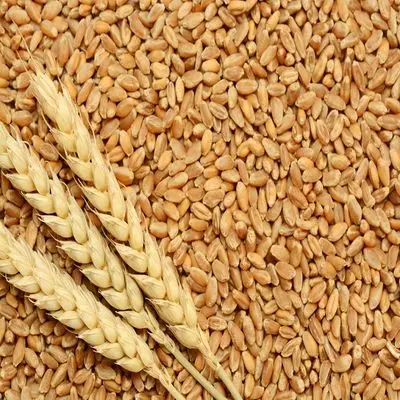 Durum Wheat / Hard Wheat / Canadian Quality Durum Wheat Hot sales At Affordable price