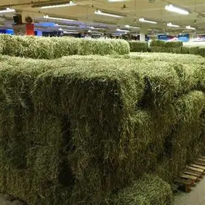 Top Quality Premium Alfalfa Hay, At Best Price..