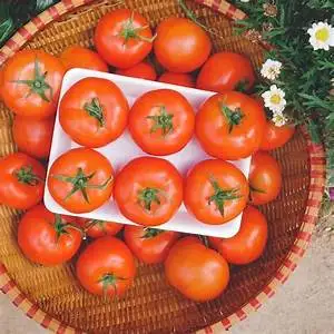 Красный свежий томат высокого качества для экспортера из Вьетнама