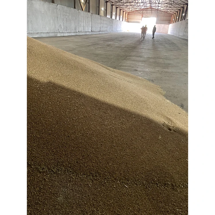 100% натуральное зерно пшеницы органического качества для продажи сельскохозяйственное производство