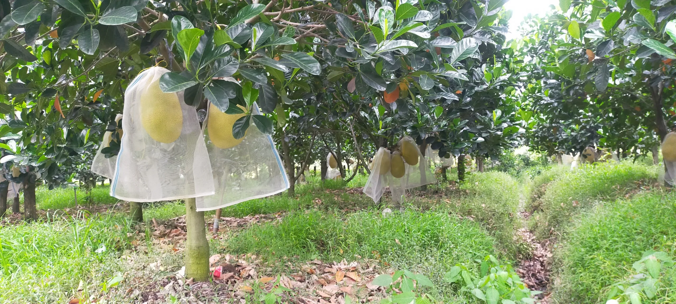 Блок/нарезанный 24 месяцев оболочки жизни со сладким вкусом круглый год сезона заморожена, джекфрут экспорт из Вьетнама