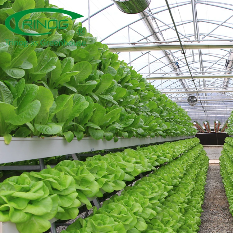 Trinog greenhouse NFT system Vertical A shelf hydroponics lettuce growing slot for greenhouse