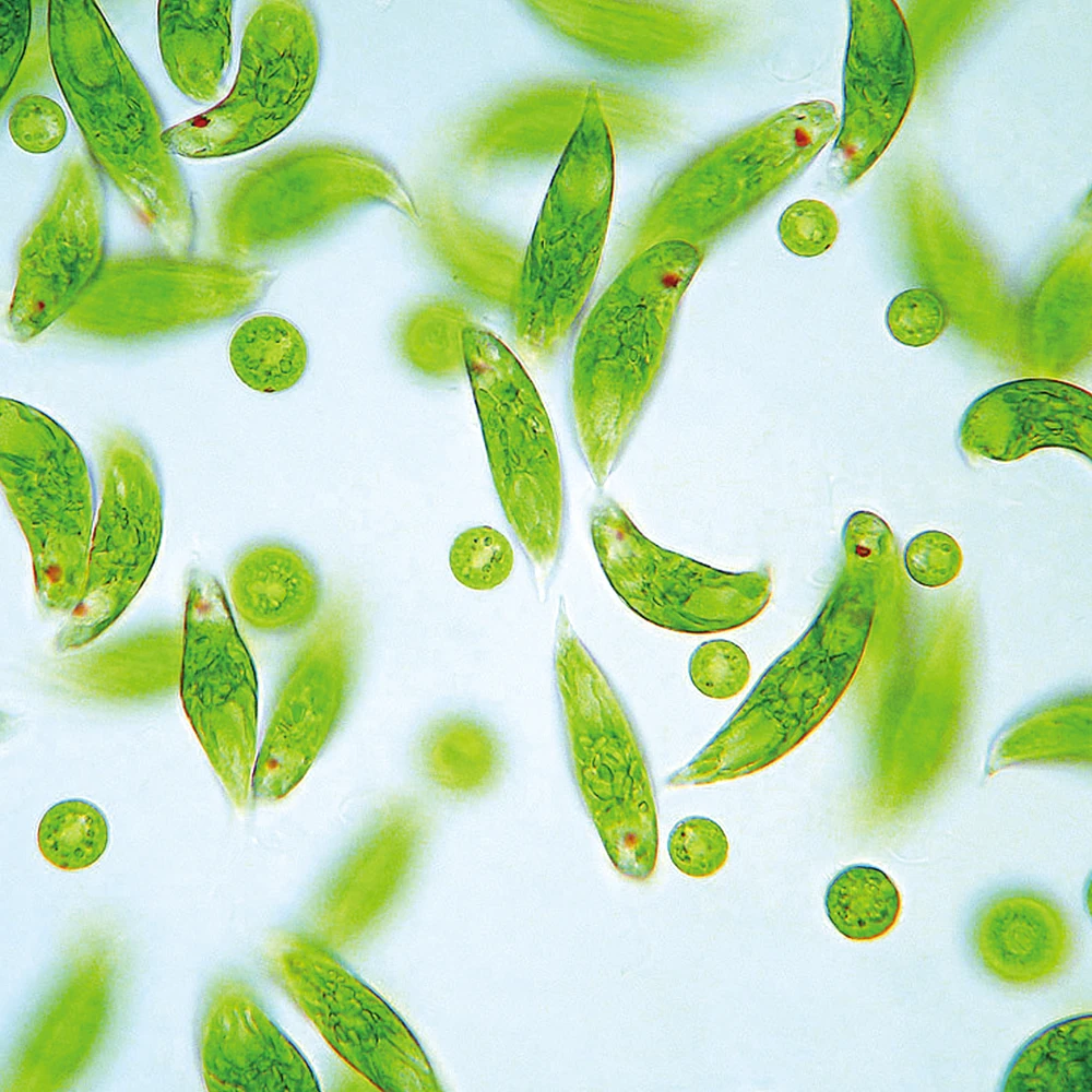 Male enhancement and change body constitution by  Euglena capsule supplement from Japan