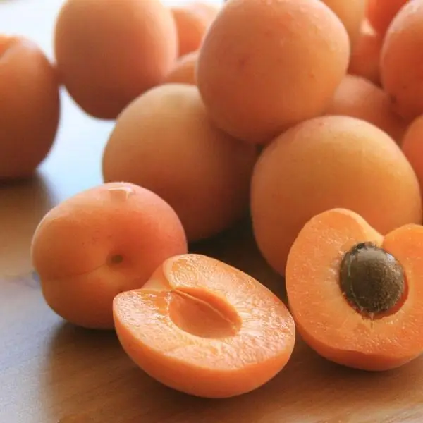 Fresh Apricot With Certificate In Turkey
