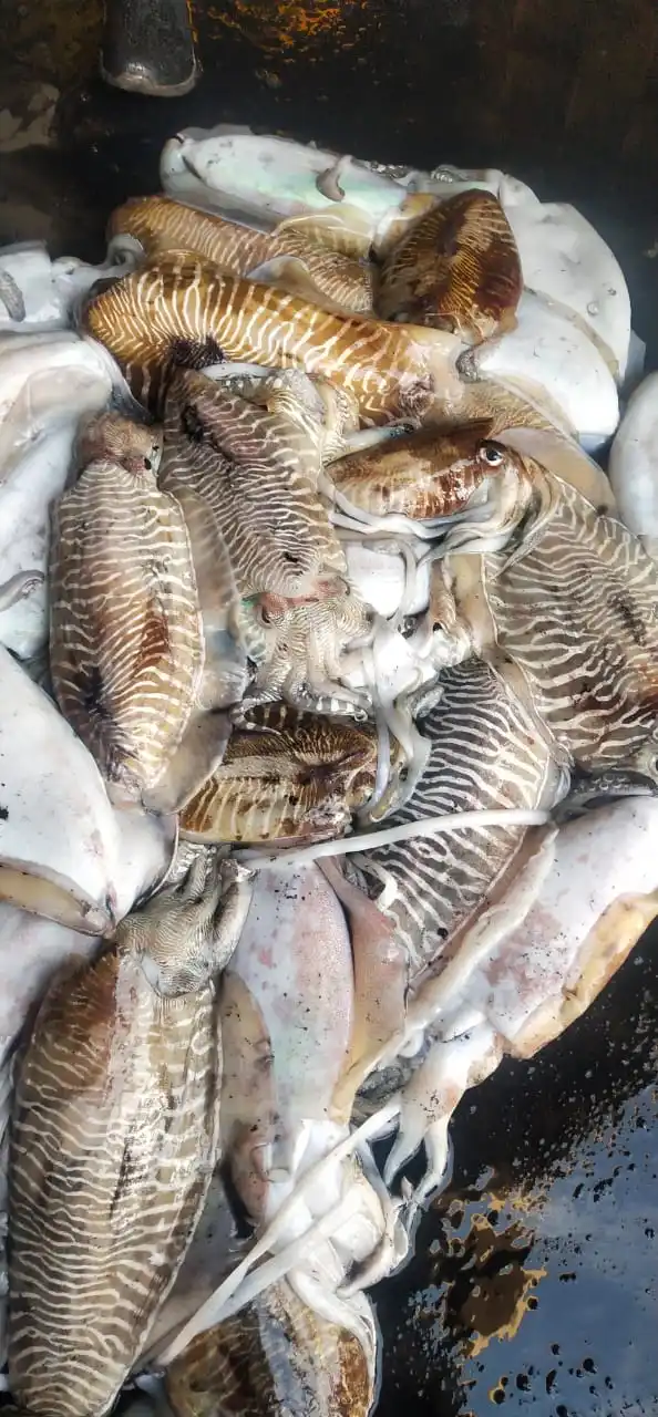 Top quality frozen Cuttlefish whole block frozen from India  frozen whole round cuttlefish