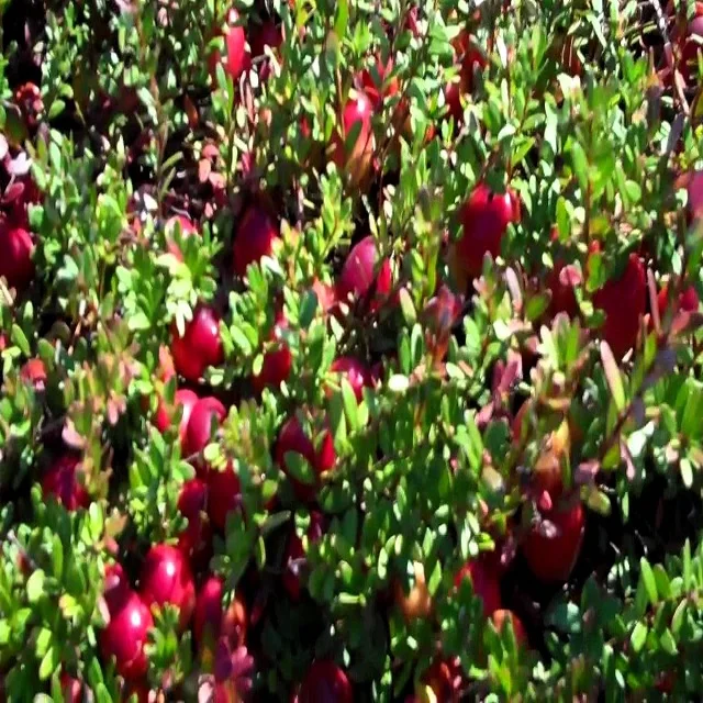 
Dried Style And Sweet Taste High Quality Cranberry Seedlings For Sale 