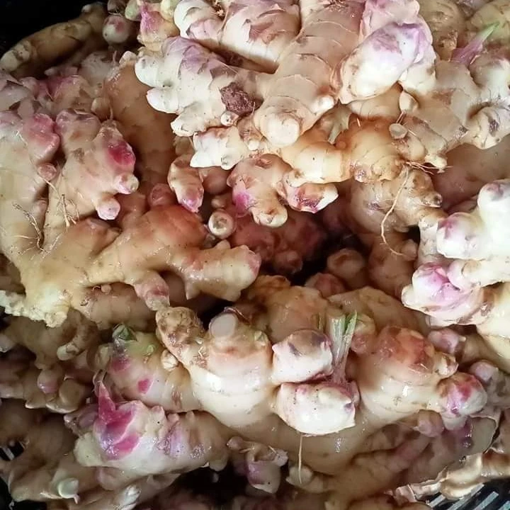 premium Quality Fresh ginger bulk supply Europe