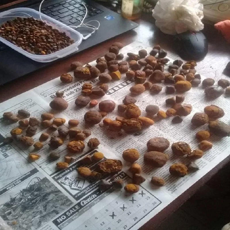 Ox Gallstones For Sale