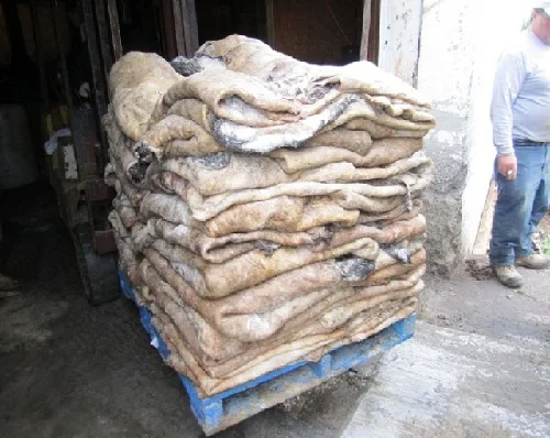 
Buy Top Quality Wet Salted & Dry salted Donkey Hides and Cow Hides, cattle Hides, animal skin, Goats, Horses 