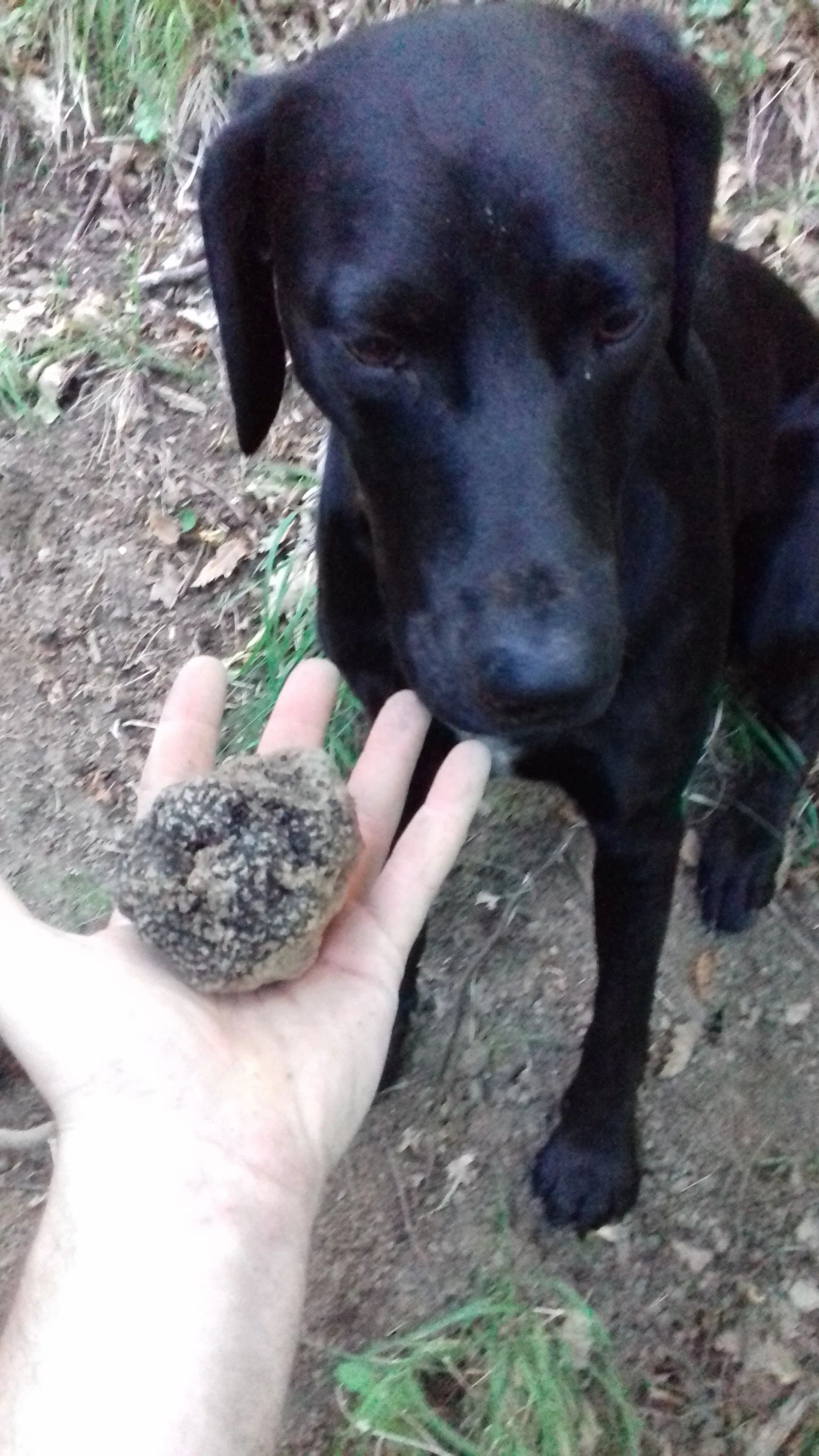 Truffle Trading company