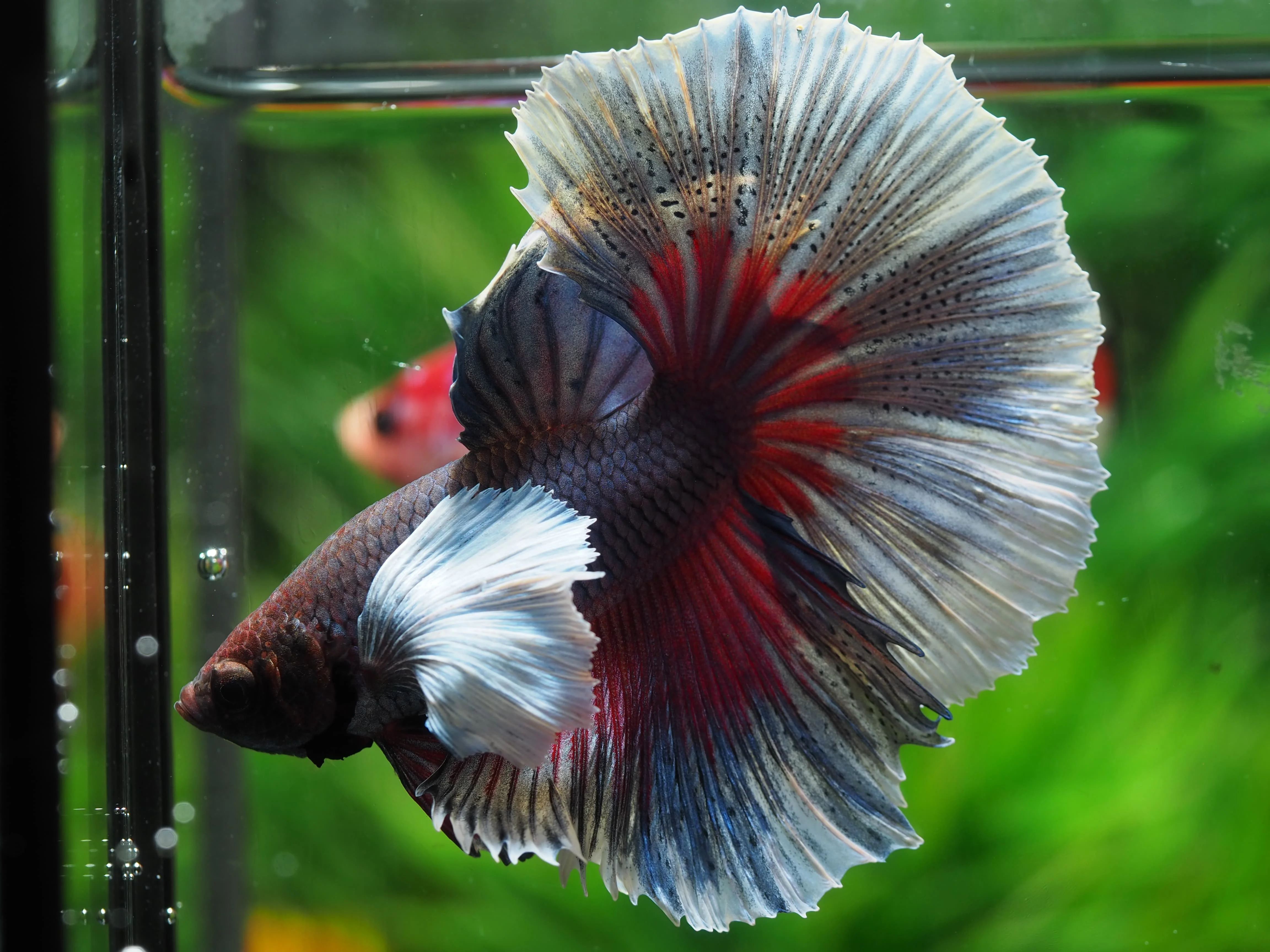 
HALFMOON DUMBO - Multicolor Thailand Betta Fish Premium Quality Plakat Siamese Fighting Fish Ornamental Aquariums 